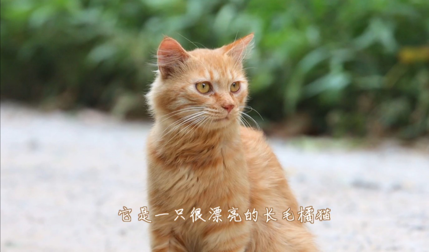 它是一只漂亮的长毛橘猫,一阵风吹过太美了哔哩哔哩bilibili