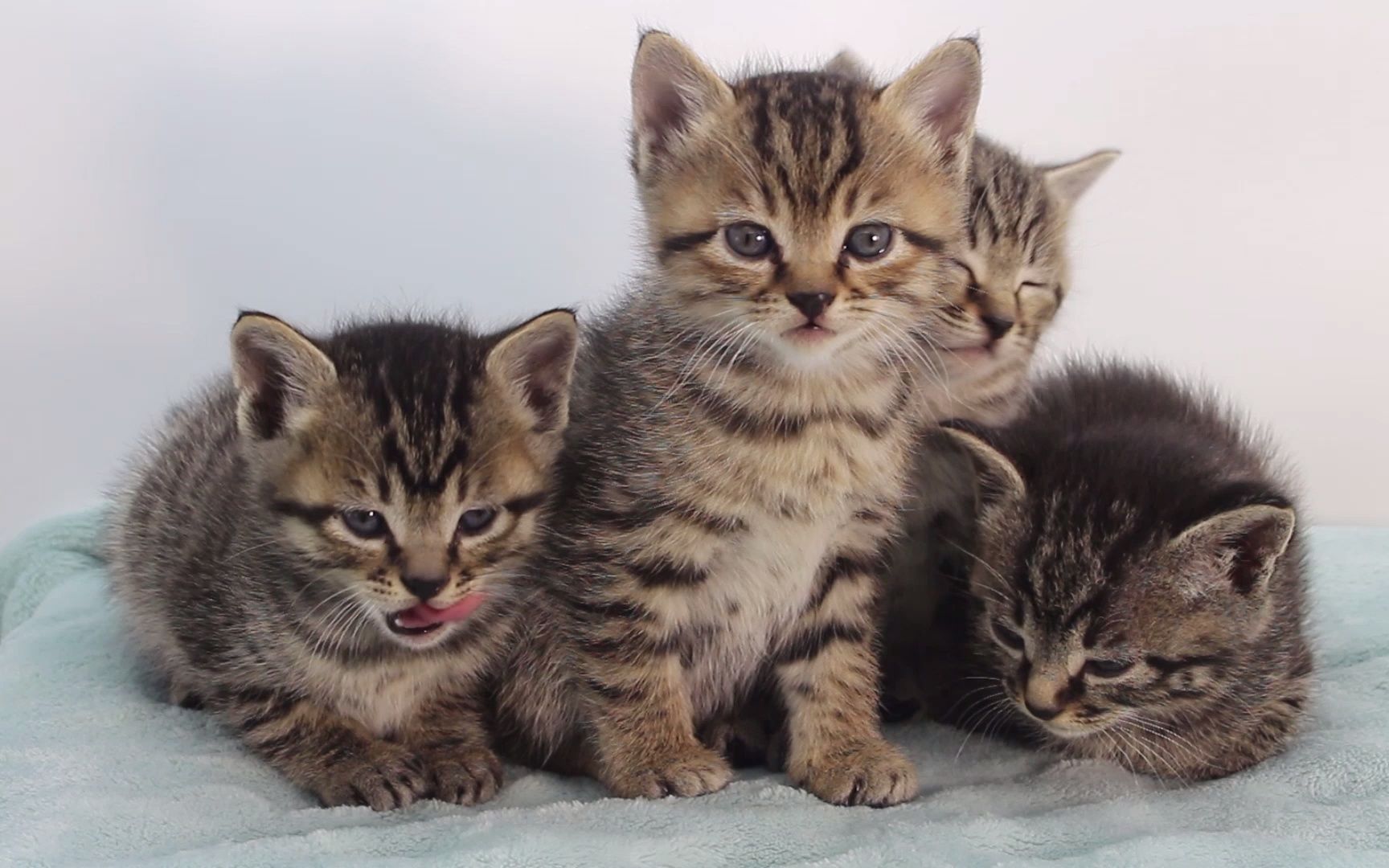 活动作品嫌弃猫条的一群小猫咪