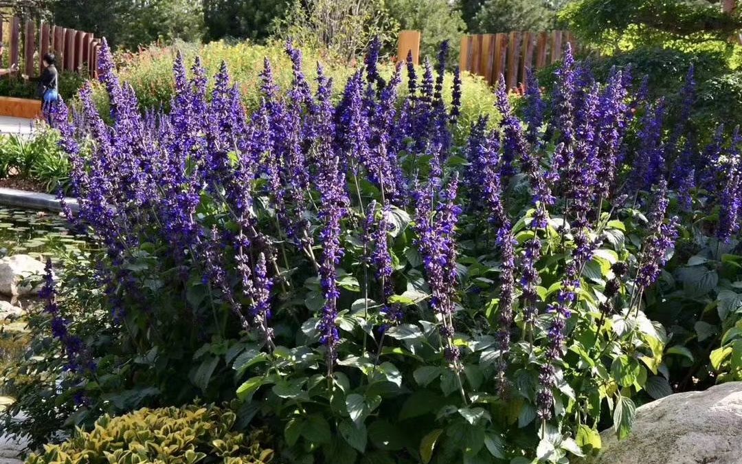 鼠尾草蓝霸夏季好品种_哔哩哔哩_bilibili