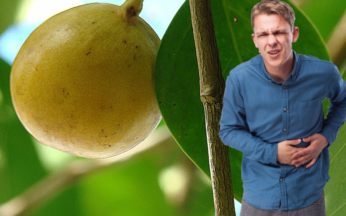 世界最毒的水果味道甜美毒性恐怖误食立即毙命