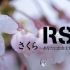 さくら -あなたに出会えてよかった 日文 & 罗马拼音字幕 - RSP
