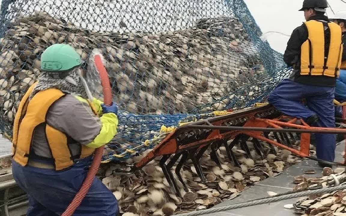 国外深海大型捕捞扇贝一次捕捞上百万只狂风巨浪里奋力捕捞