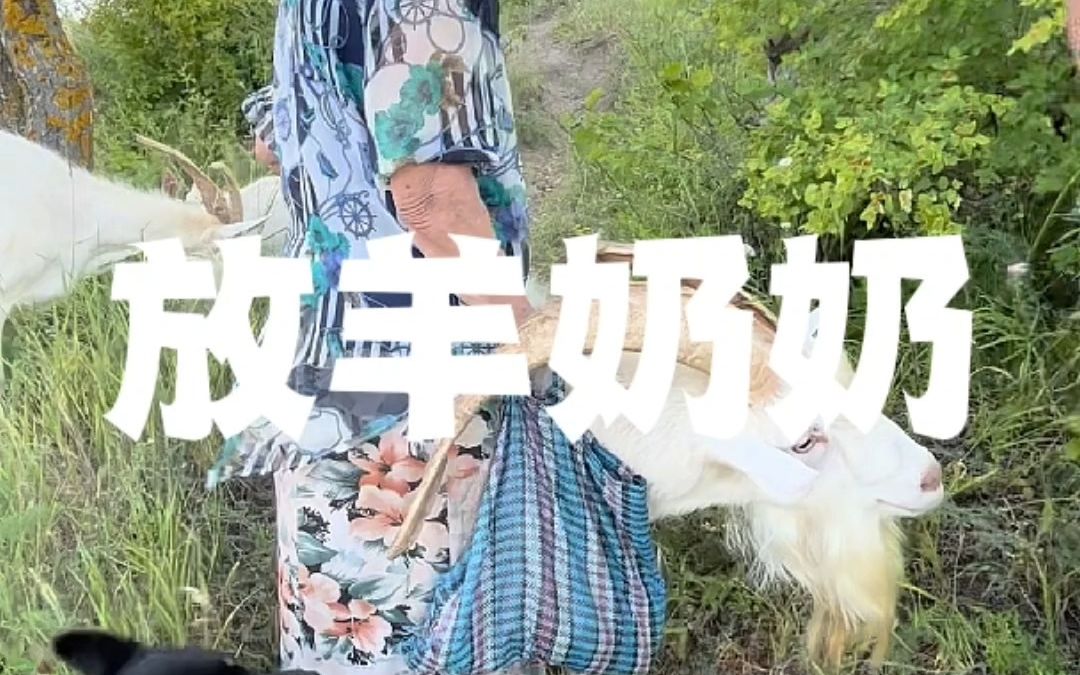 [图]老人家住在山脚下两公里外的山脚下的一个小村里，每天怹都要翻越一个满是植被的小山坡放牧，傍晚时再拖着满满的青草翻越回去然后步行两公里回家