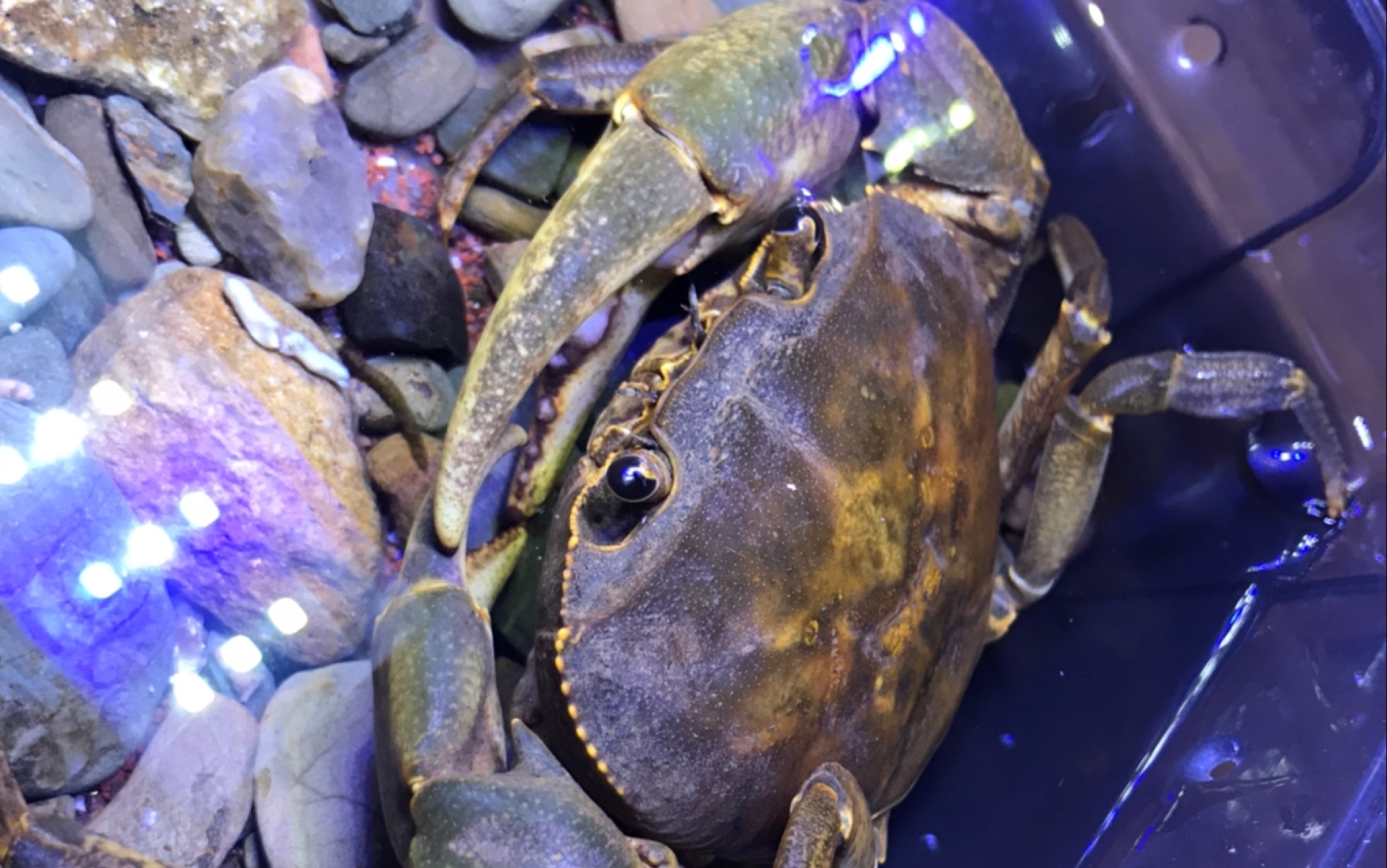 海南非仿溪蟹(apotamonautes hainanensis)完整进食金鱼_哔哩哔哩