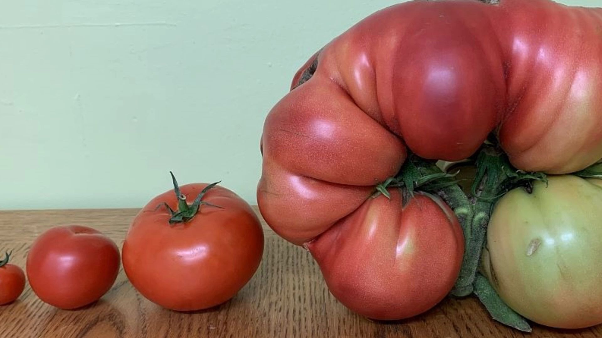 男子种出英国最大西红柿 重量超3公斤比脸还大