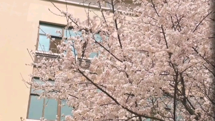 浙江越秀外国语学院真的超美呀,学弟学妹们看过来!有想要咨询的可以留言或者私信哦~哔哩哔哩bilibili