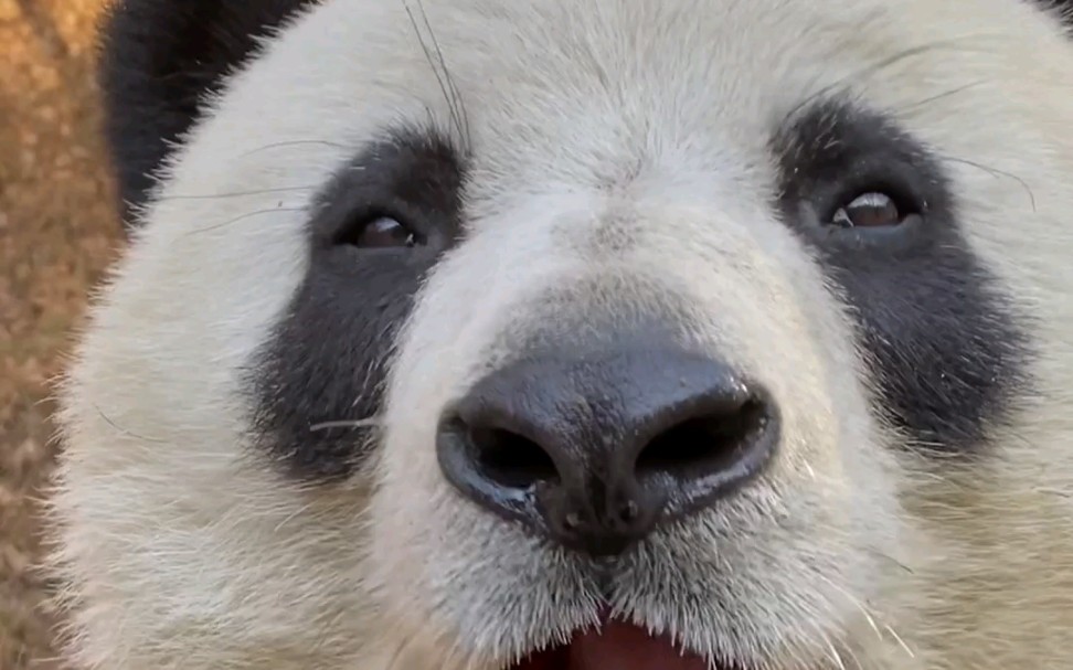 来波特写镜头,近距离接触.