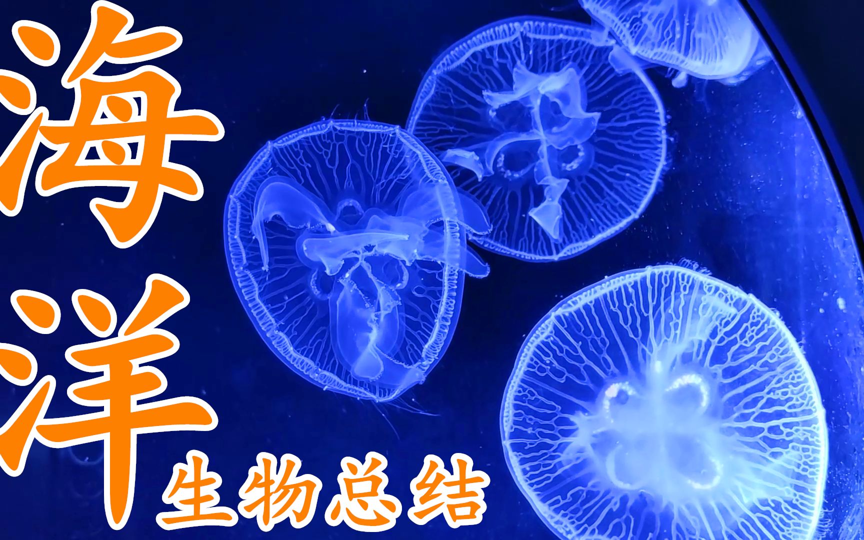 [图]这UP家里是水族馆吗？-关于我目前饲养了哪些海洋生物的介绍总结。