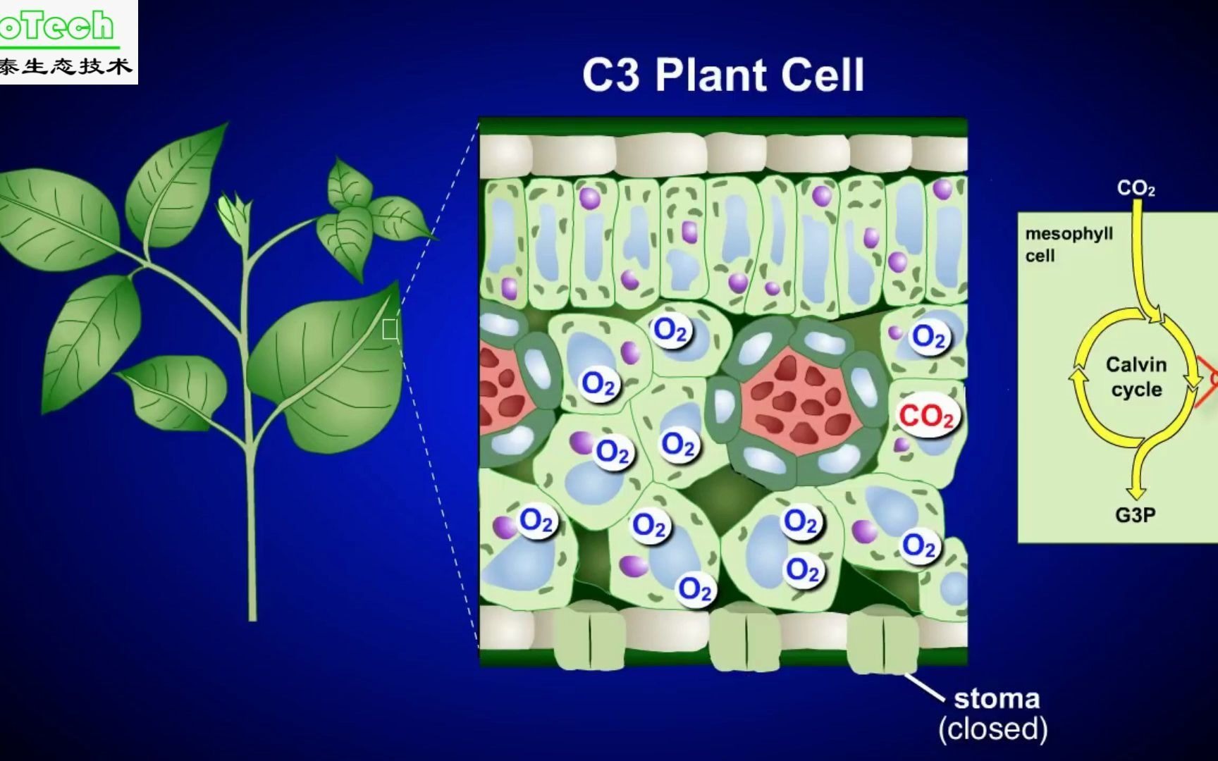 生肉知识库光合作用C3 C4 CAM(景天科)植物比较哔哩哔哩bilibili