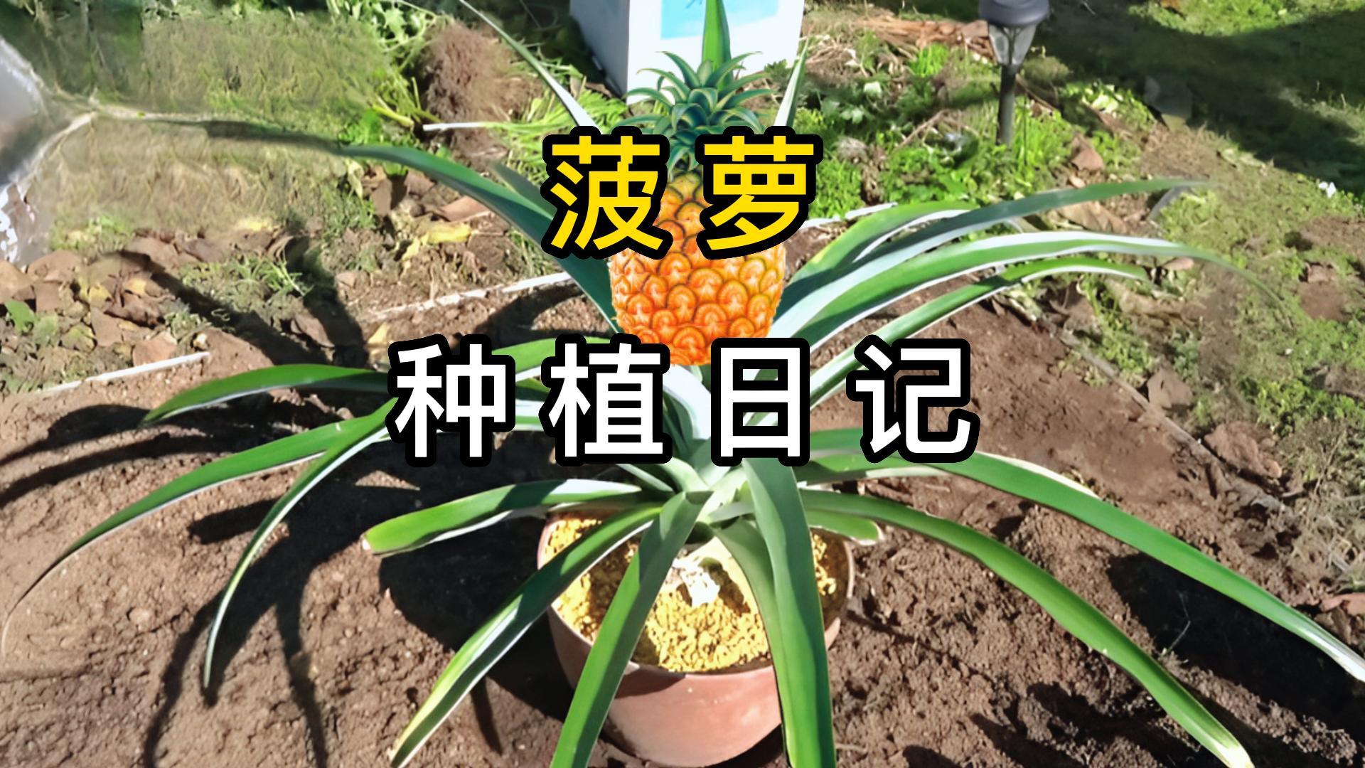 菠萝种植日记哔哩哔哩bilibili