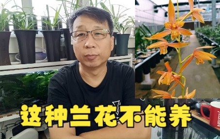 [图]这样的兰花不适合新手养殖，你知道吗