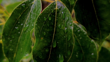 听雨是一种解压,看雨是一种宣泄.原来是这多情的江南村落惹了骤雨,浓墨惹了相思,治愈了人心.下雨天#治愈系风景#江南第一深情哔哩哔哩bilibili