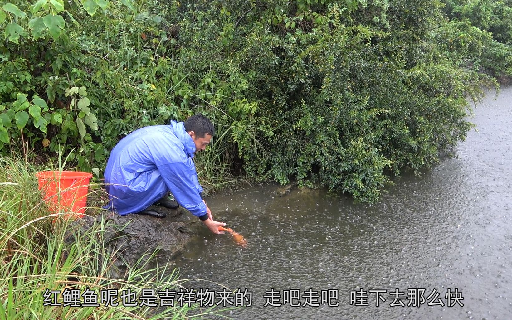 野钓:小深潭里钓到这么大的红鲤鱼绝对不能吃,阿琪直接给放生了哔哩哔哩bilibili