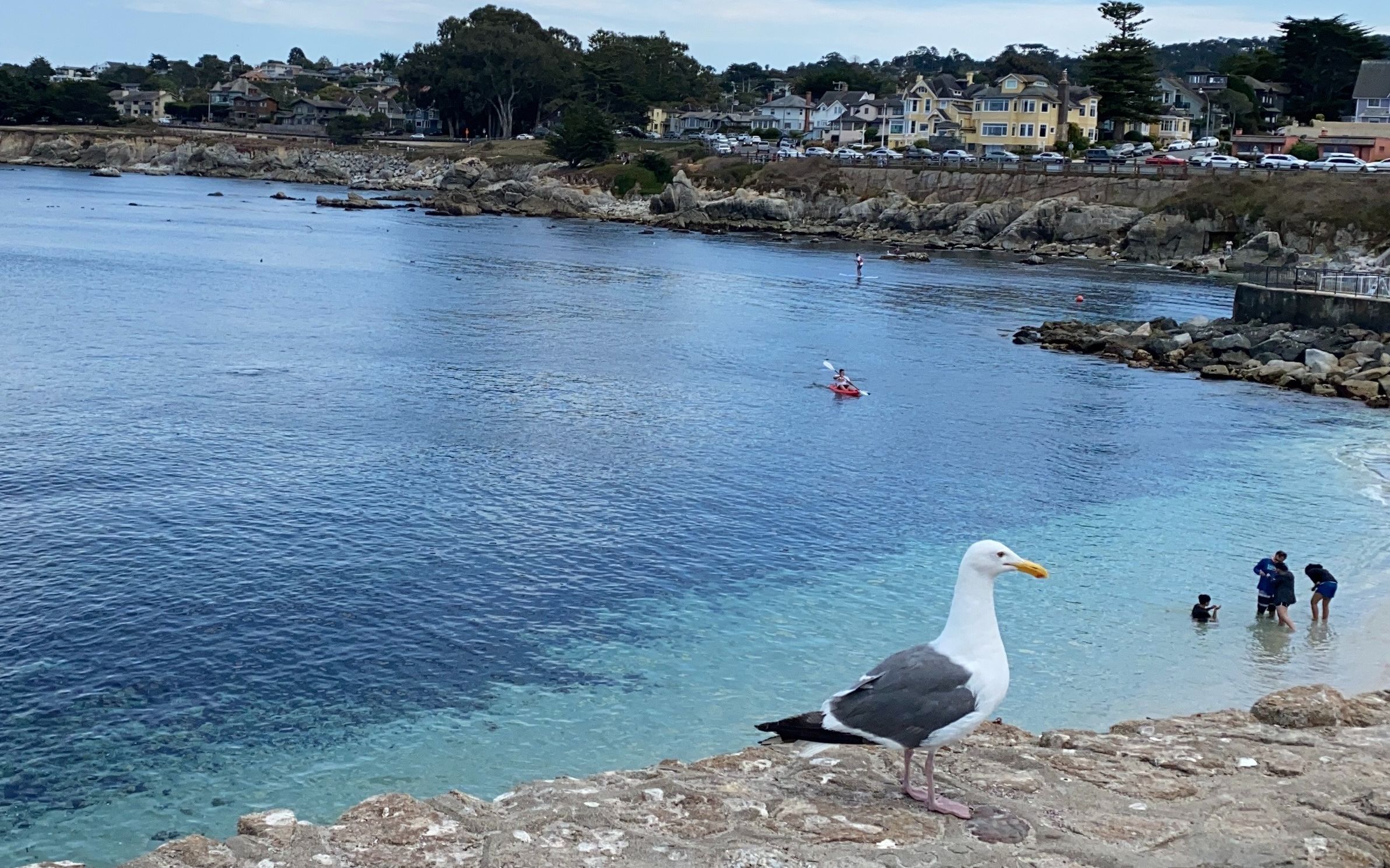 monterey bay看鲸鱼,水族馆,理想的海边生活_哔哩哔哩_bilibili