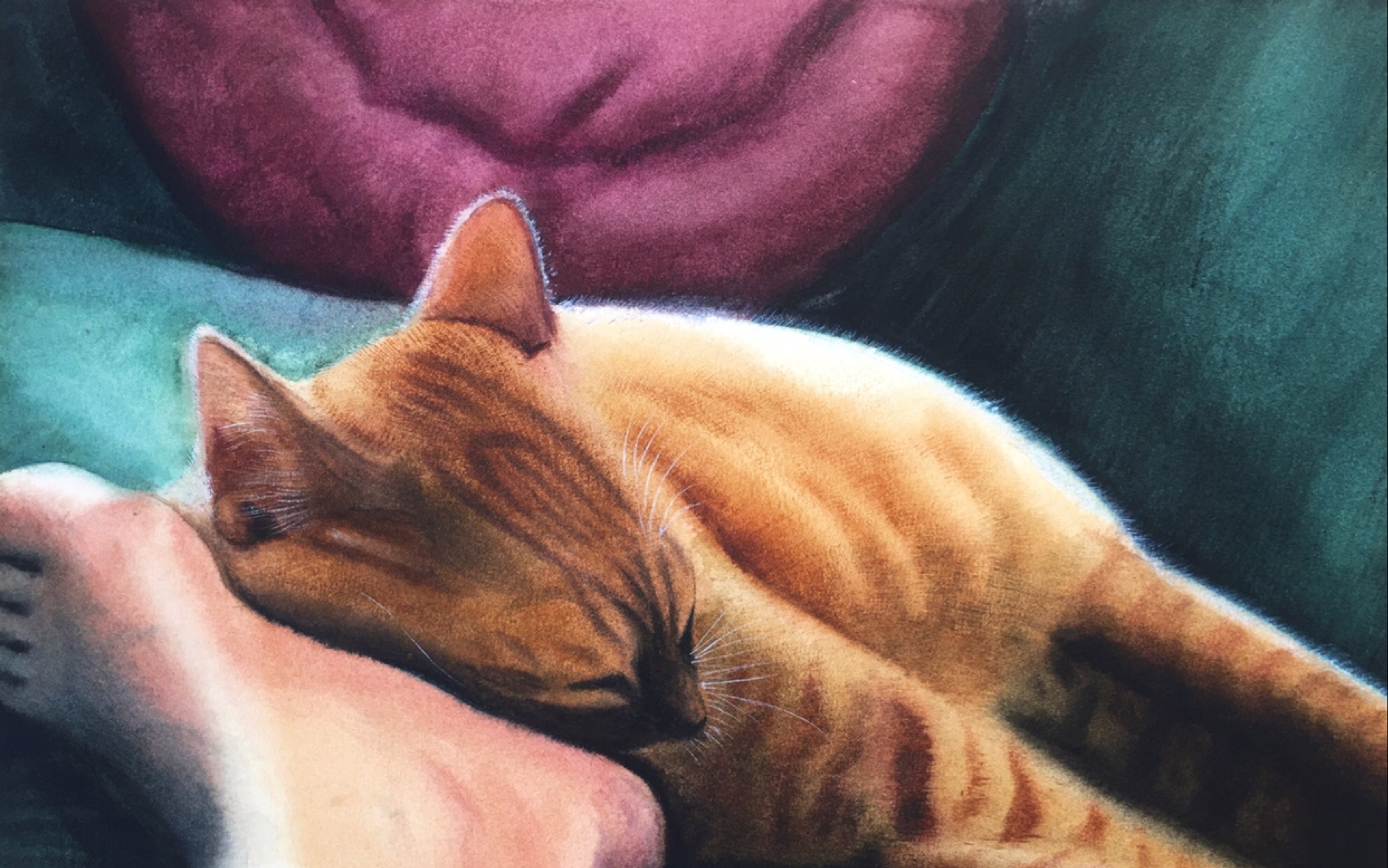 水彩一沉睡的小橘猫