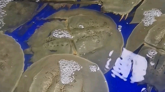 活动作品鲎马蹄蟹蓝色血液