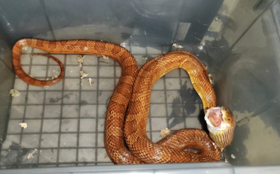 【玉米蛇】喂食日常【猪鼻蛇】