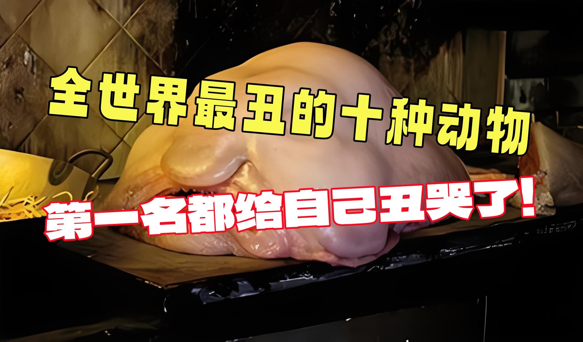 全世界最丑的十种动物,第一名像一坨脂肪.长得越丑寿命却越长?