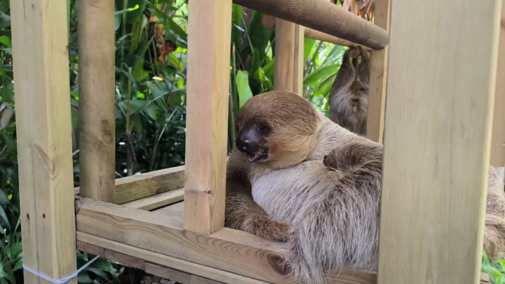 树懒姐妹花花朵朵各自在一个地方睡觉,朵朵嘴里还有没吃完的零食