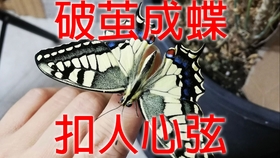 羽化记录 新加坡国蝶 红珠凤蝶的羽化过程 哔哩哔哩 つロ干杯 Bilibili