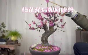 Download Video: 园艺师教你：梅花花后如何修剪以及养护注意事项，赶紧看看