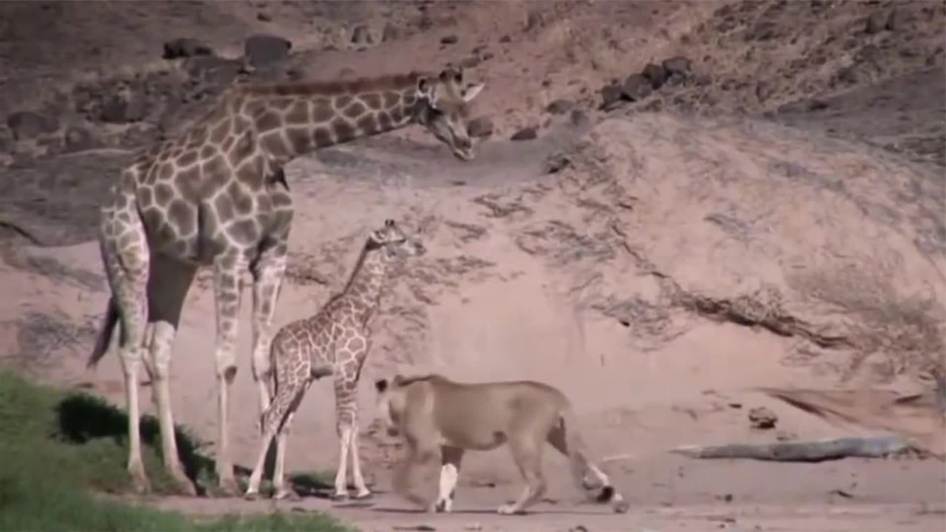 狮子捕食长颈鹿,长颈鹿爸爸太紧张,小鹿惨遭鹿爸爸踩踏