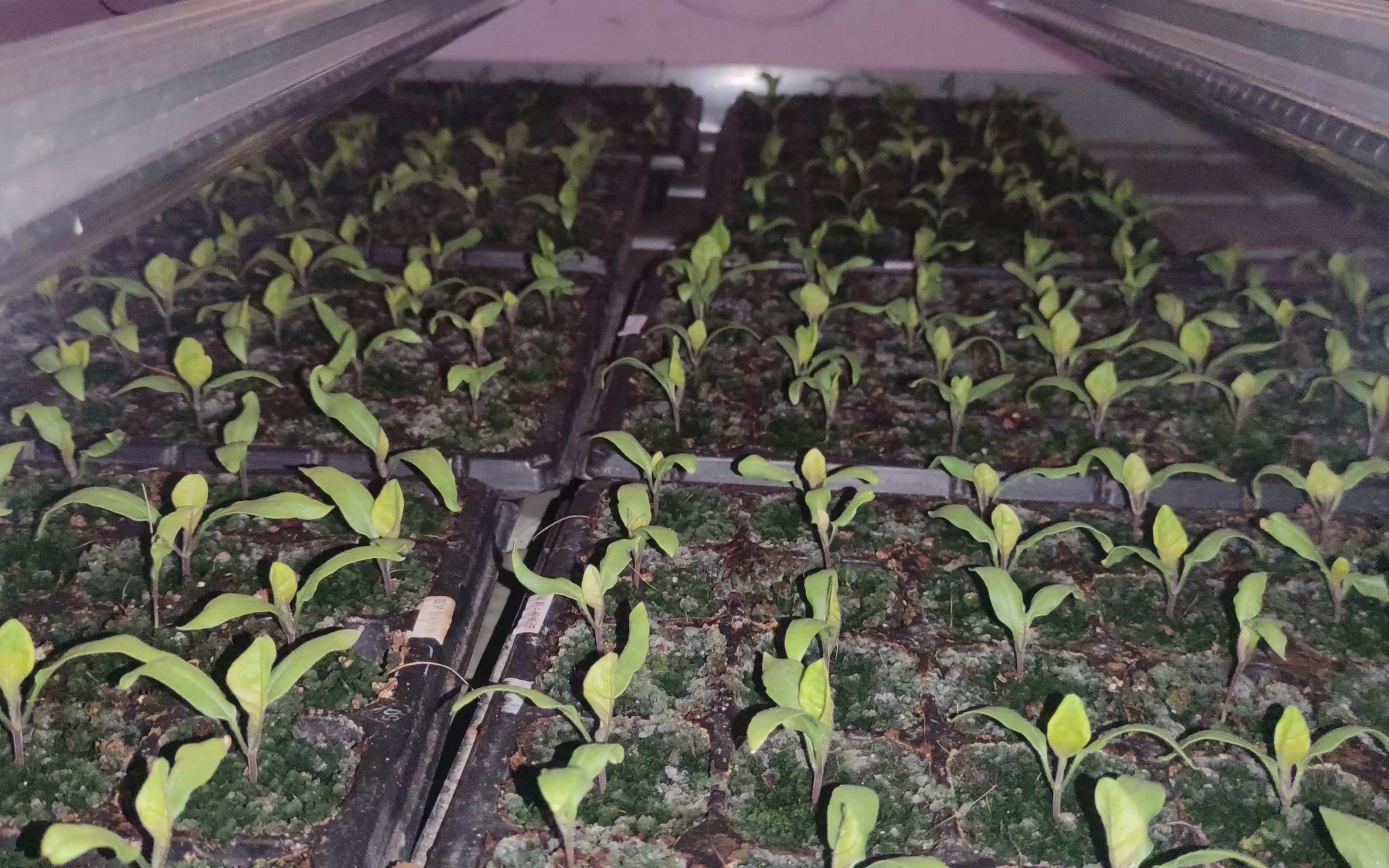 育苗一个礼拜的辣椒西红柿基本已经发芽出齐了比第一次效果好很多