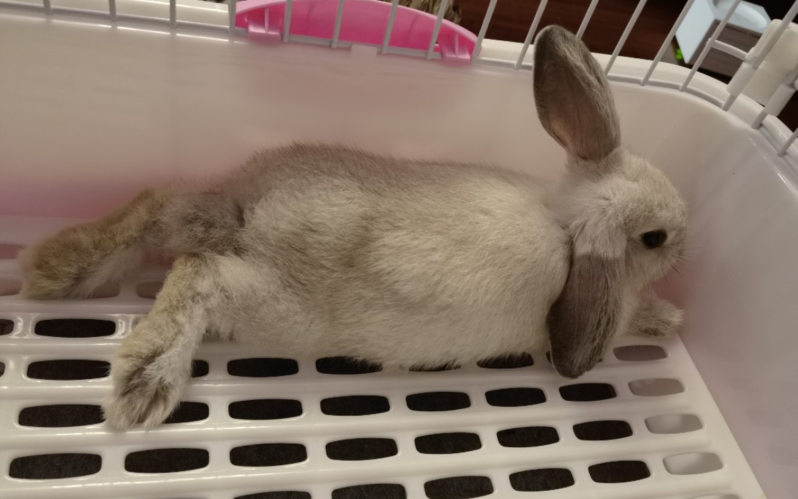 惊!两个月大白暹罗垂耳兔妹妹竟然.