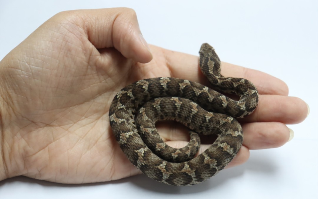 【请勿模仿】上手剧毒蛇短尾蝮