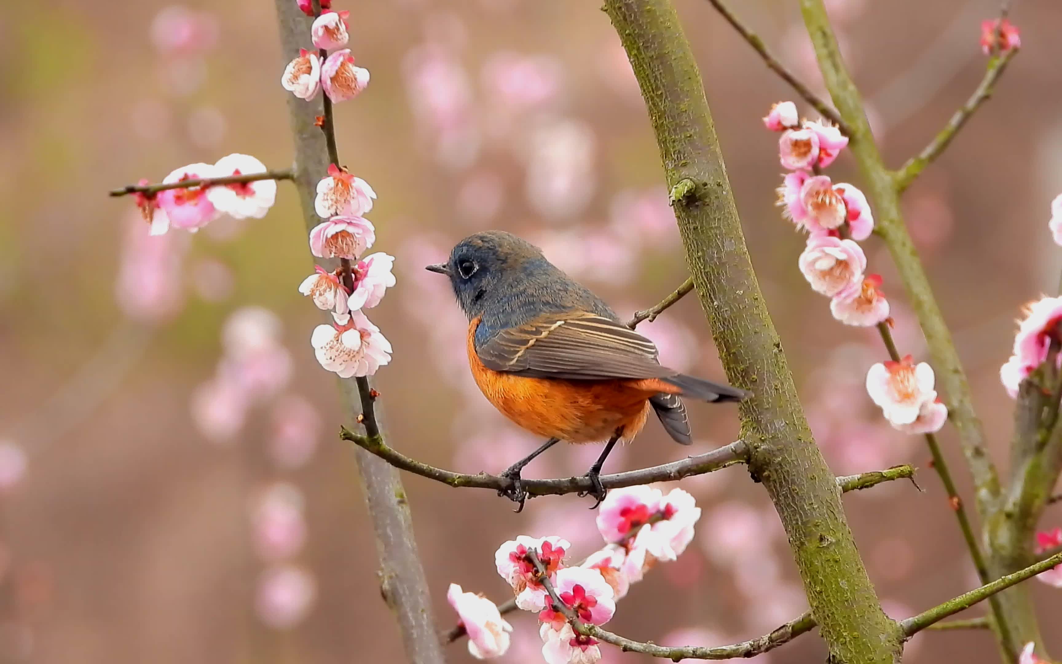 梅花树上漂亮的小鸟,蓝额红尾鸲公鸟