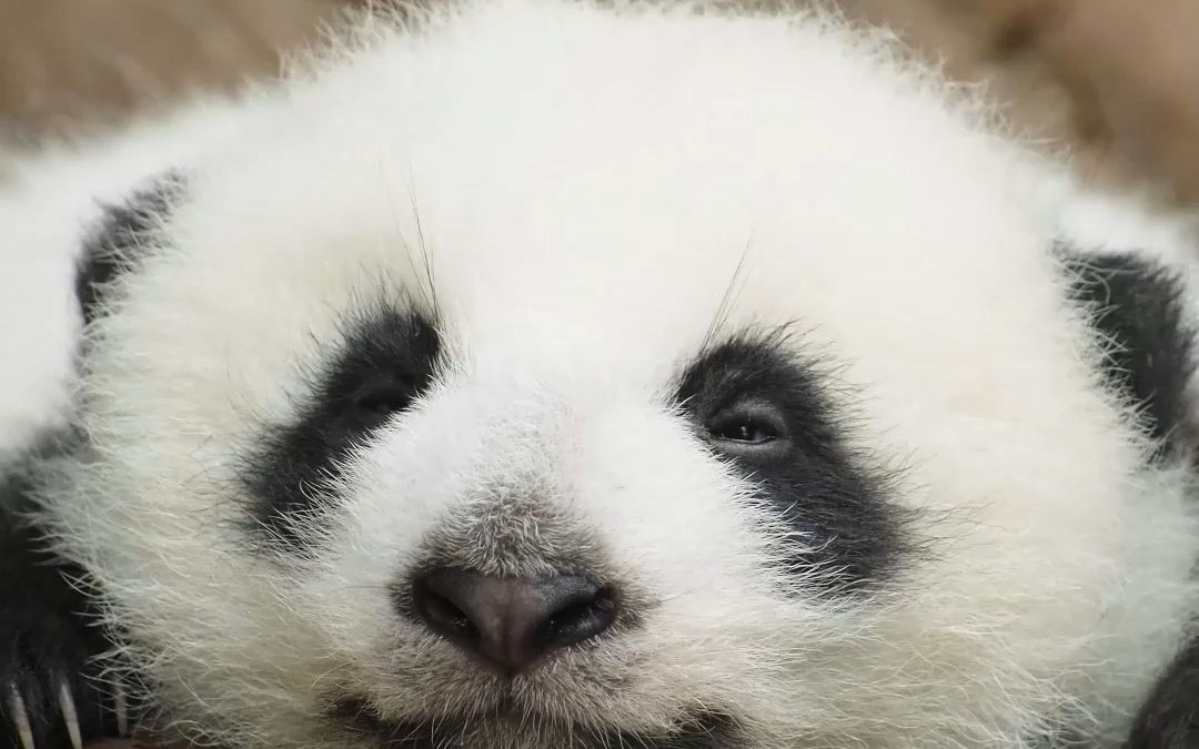 被大熊猫的托脸杀秒了!太可爱了我要抱走了!