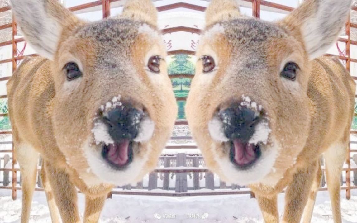 那一天 dd们想起了袍子的惨叫