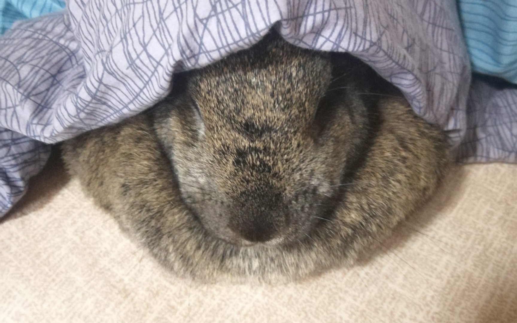 【麻兔子】麻兔子吃干草,可以听见咀嚼的声音_哔哩哔哩 (゜-゜)つロ