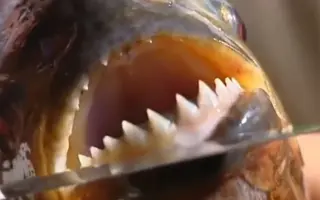 肉食性鱼类 搜索结果 哔哩哔哩弹幕视频网 つロ乾杯 Bilibili