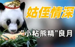 Video herunterladen: 原来成年熊猫也能住在一起！良月渝贝天下第一好，吃饭都要黏一起