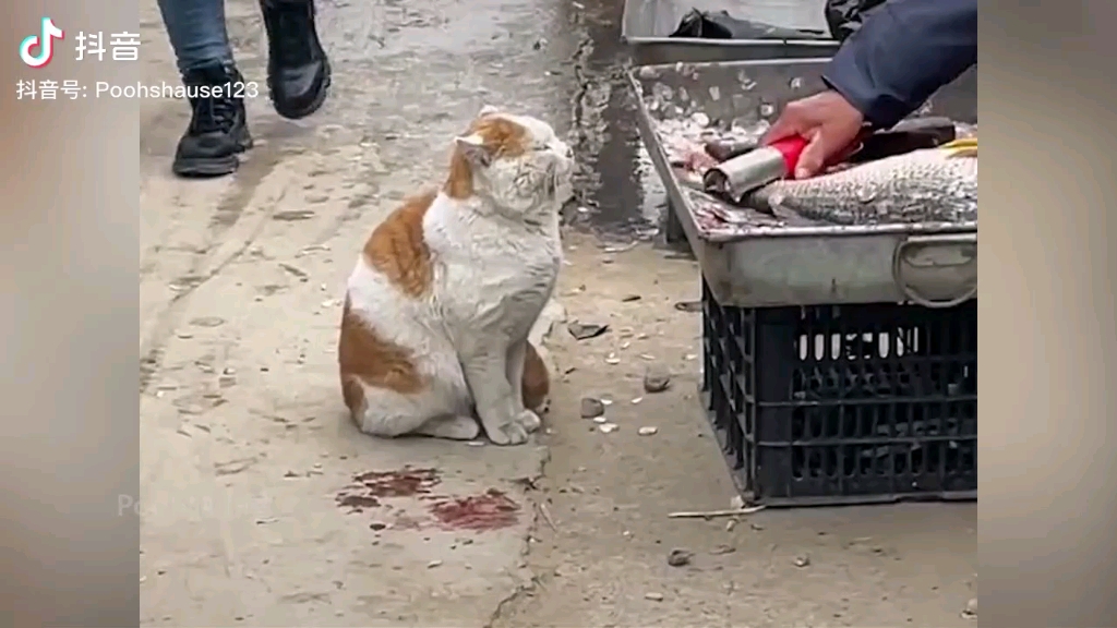 (桃花源记~武陵猫捕鱼记)哔哩哔哩bilibili