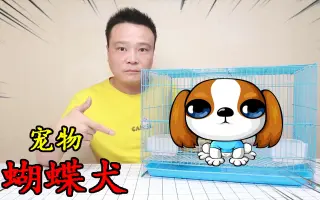 蝴蝶犬 搜索结果 哔哩哔哩 Bilibili