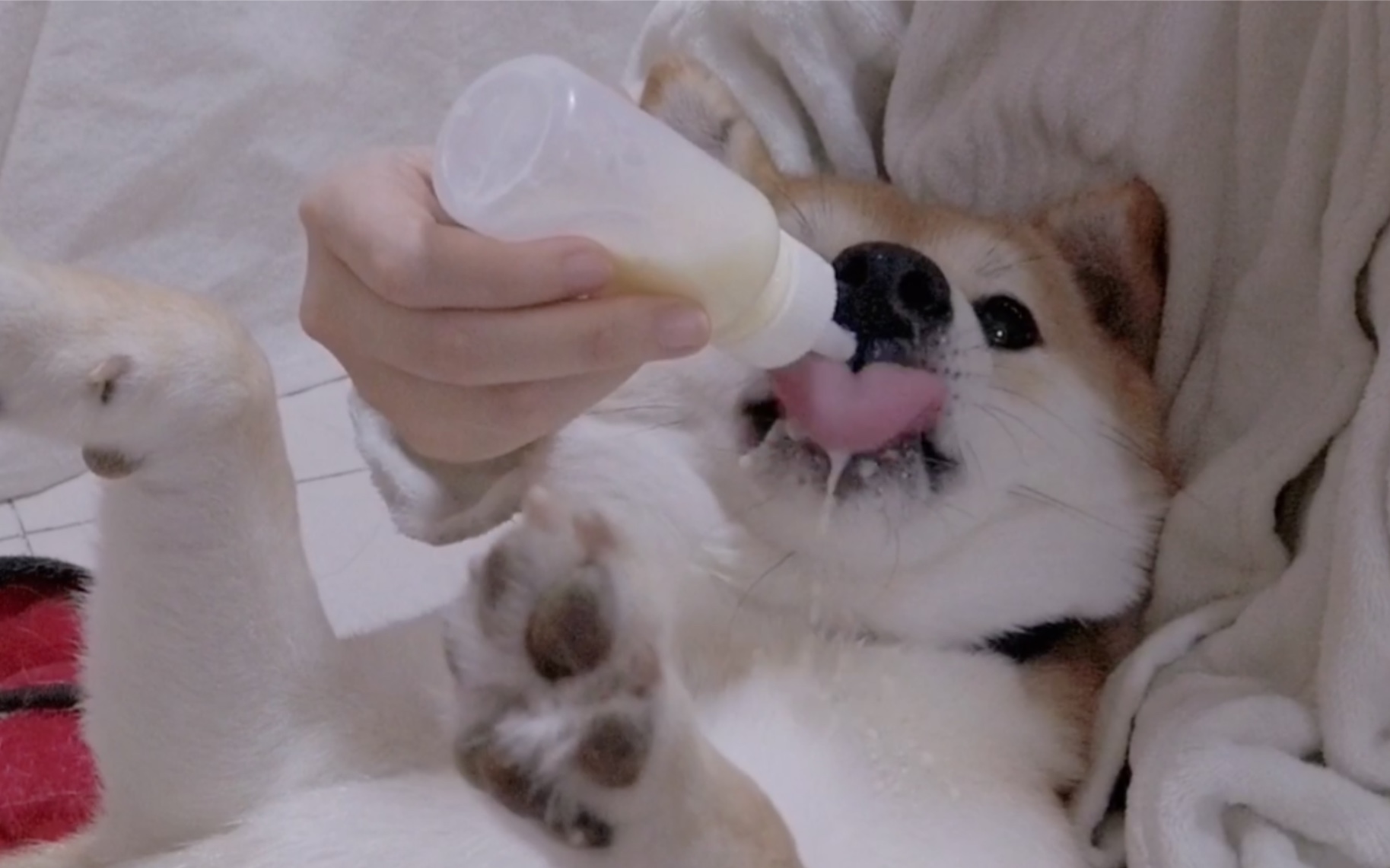 【柴犬吧唧】好奇:长大后的狗狗还会使用奶瓶喝奶吗?