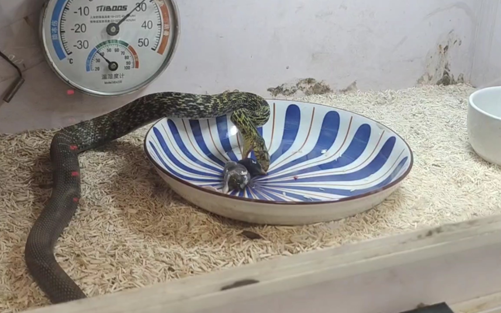 【王锦蛇】弃 鸟 食 盘