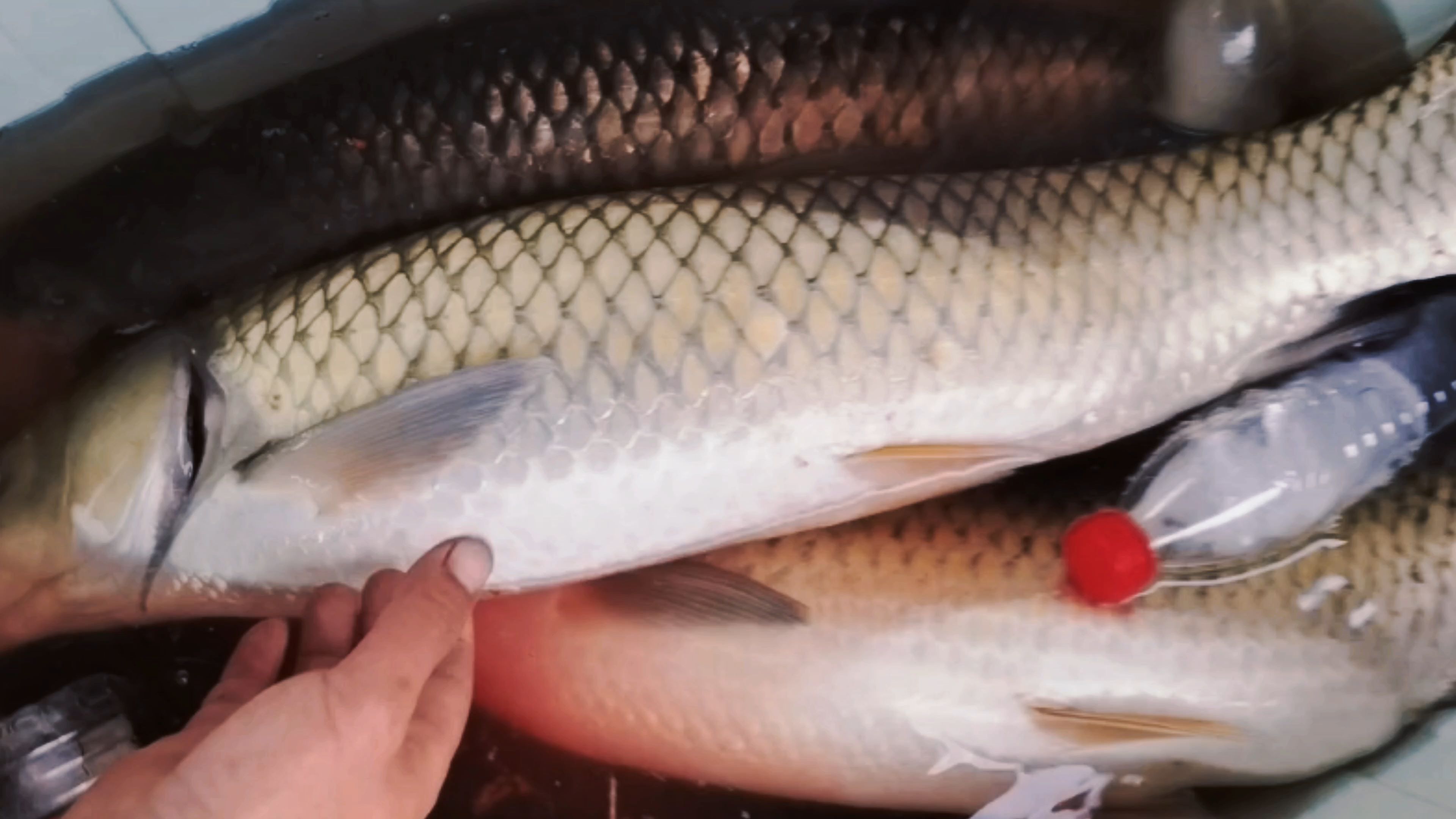 长寿湖寻鱼记1:这个农家乐钓鱼安逸,常常有惊喜在