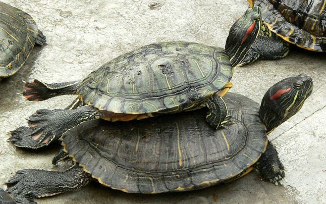 两只迷你小乌龟,叠罗汉啦!不是本意的遇见了这个哭笑不得的场景!