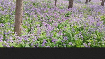 怎么调出超好看的春日花海照片哔哩哔哩bilibili