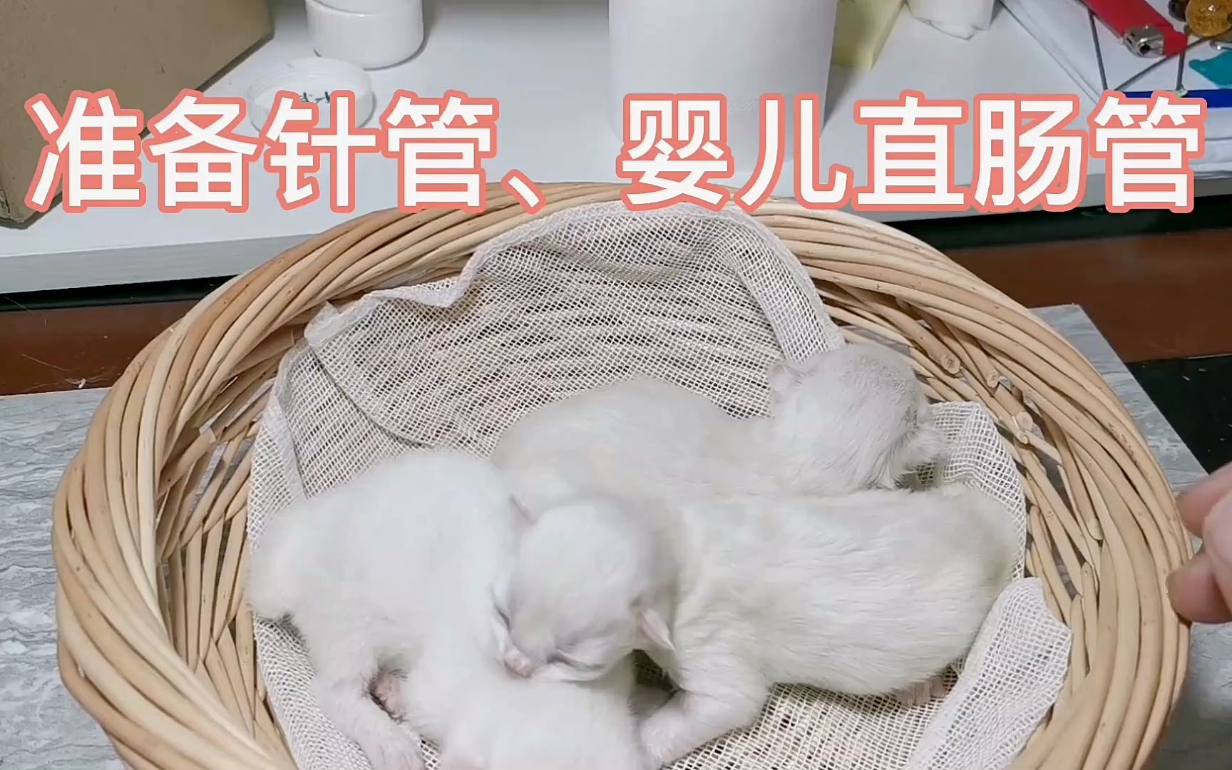 给刚出生的小猫人工喂奶 小奶猫 幼猫护理哔哩哔哩bilibili