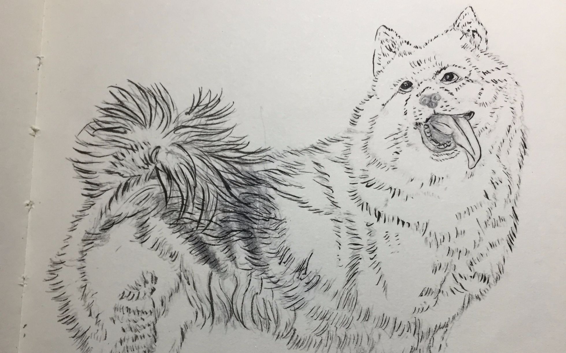 阿拉斯加雪橇犬素描图片
