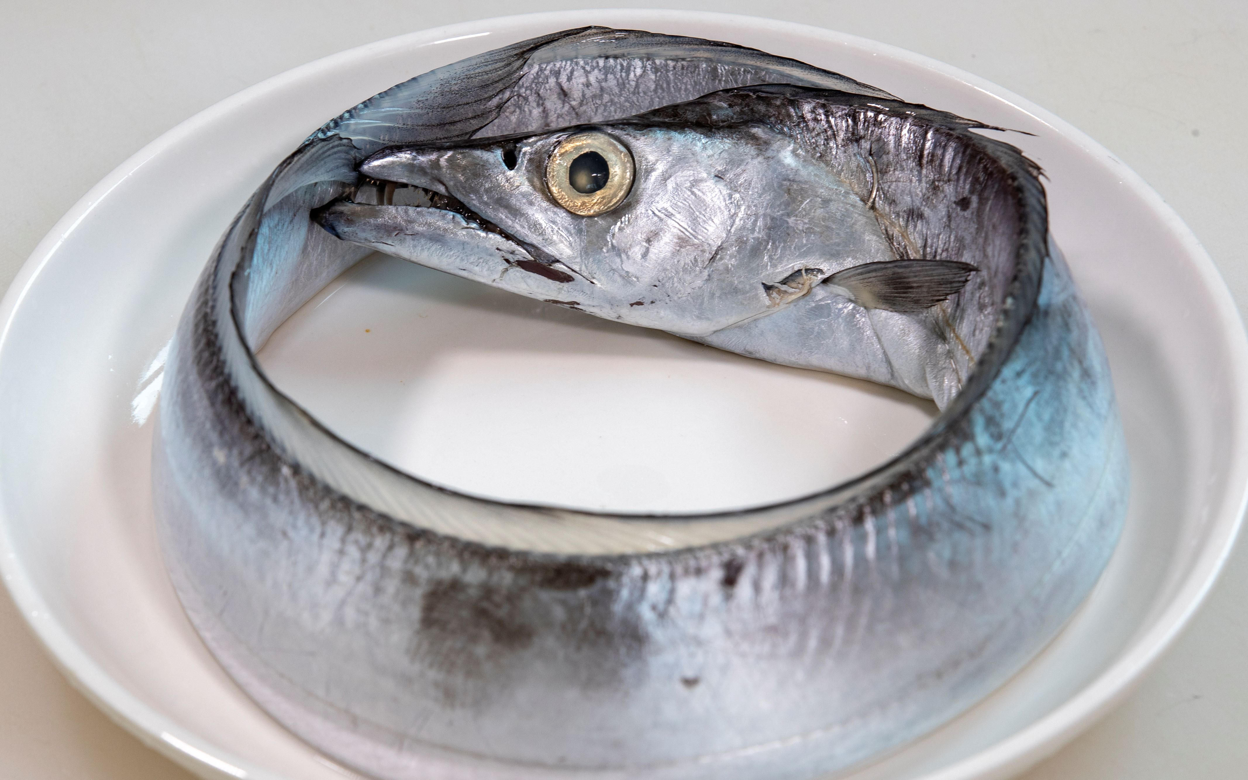 在海边老渔民家学到的汤带鱼,做法很朴素味道很鲜甜,吃了忘不了_哔哩