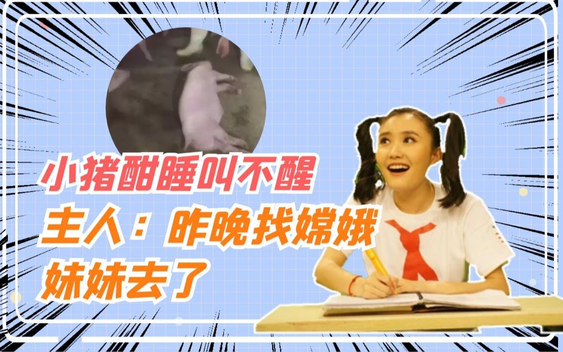 [图]小猪酣睡，咋都叫不醒，主人：昨晚找嫦娥妹妹去了【打鱼晒网】