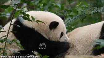 11.30 困了又睡不着，花花来找和叶贴贴，抱着弟弟很温暖吧！【大熊猫和花和叶】