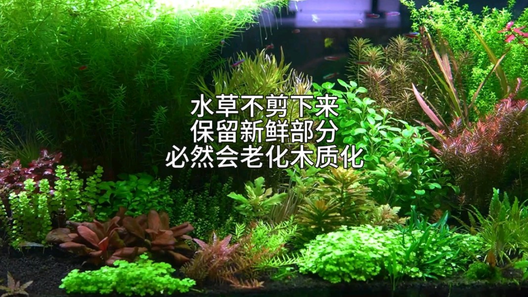 水草不剪下来保留新鲜部分必然会老化木质化哔哩哔哩bilibili