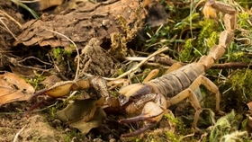 Reptiltv 世界上最大的壁虎 巨人守宫饲养指南 哔哩哔哩 つロ干杯 Bilibili