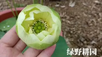 下载视频: 青莲花绿荷，金陵凝翠